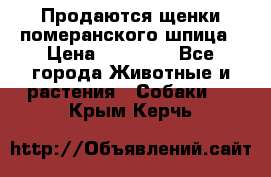 Продаются щенки померанского шпица › Цена ­ 45 000 - Все города Животные и растения » Собаки   . Крым,Керчь